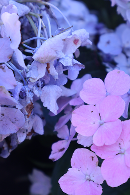 Purple hydrangea flowers
