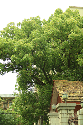 A big tree over a roof
