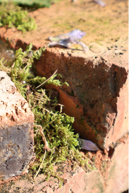 Moss growing between bricks