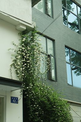 A vine climbing a building