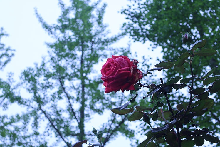A red rose against the morning sky