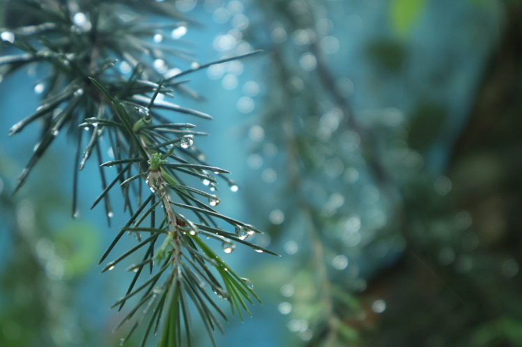 Dew drops on pine needles