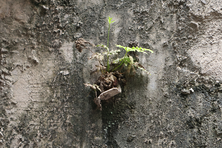 A small fern on a mossy wall