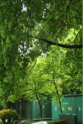 Dense green foliage