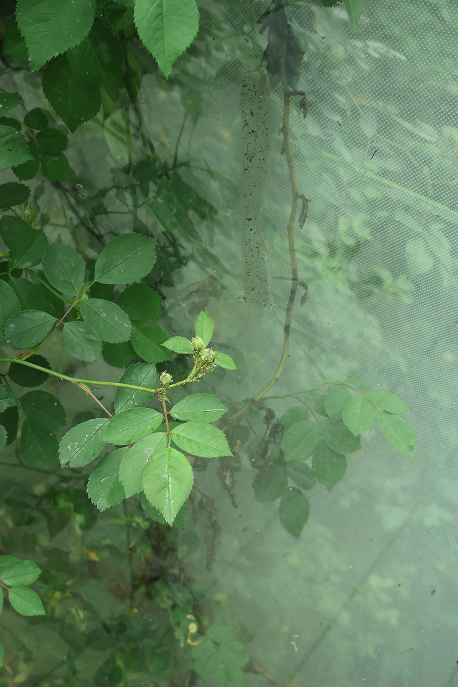 Green leaves reflected in a window