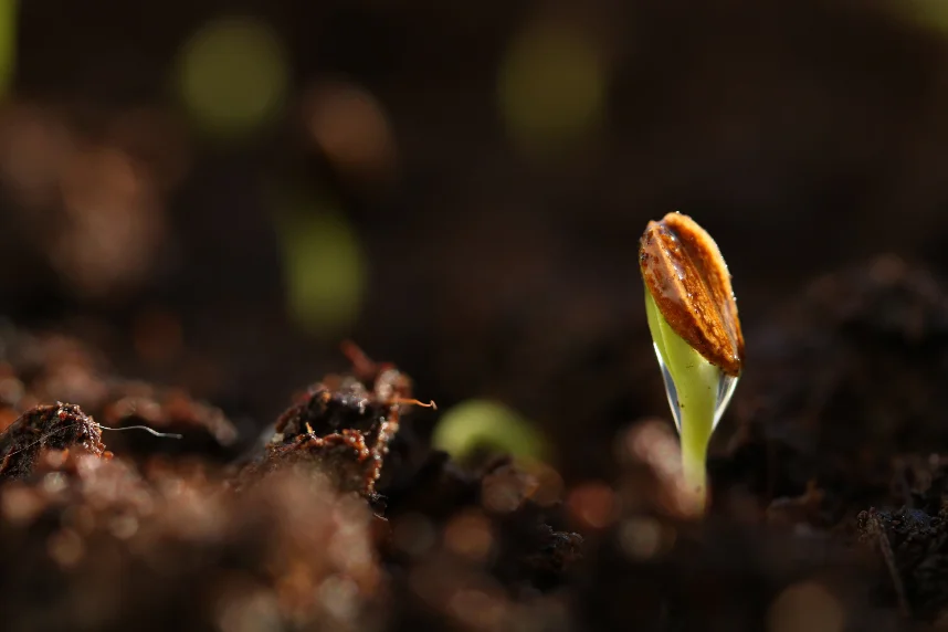 Perfil de solo analisado em projeto Soil ID