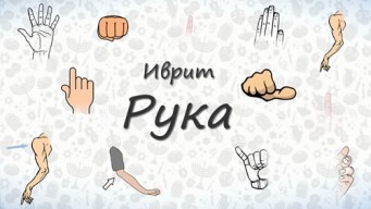 Части тела на иврите. РУКА