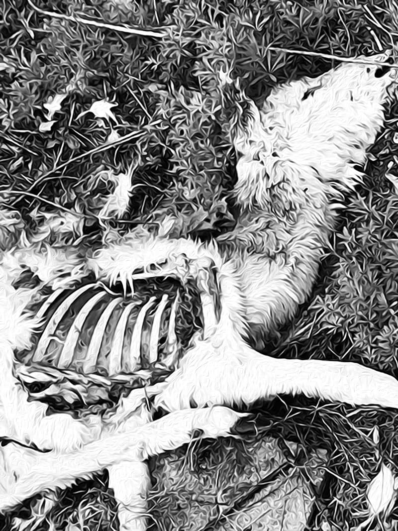 Fine Art project by Thomas Notarangelo