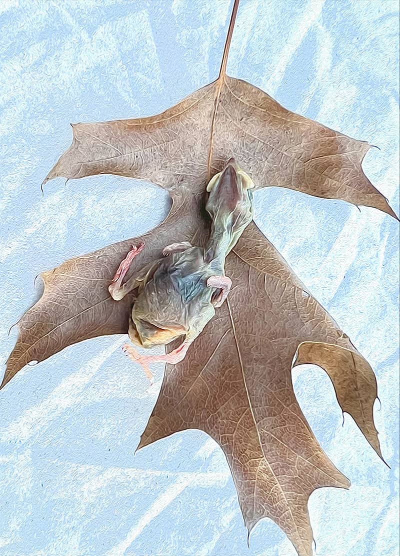 Fine Art project by Thomas Notarangelo