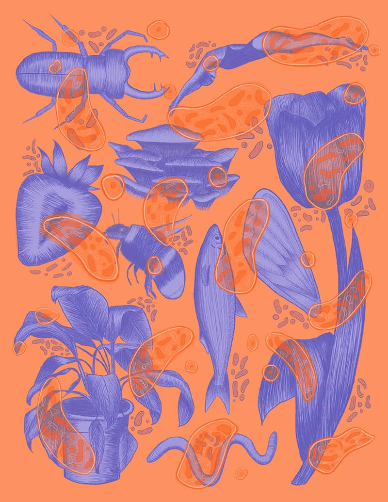 Illustration project by Natalie Fontanez