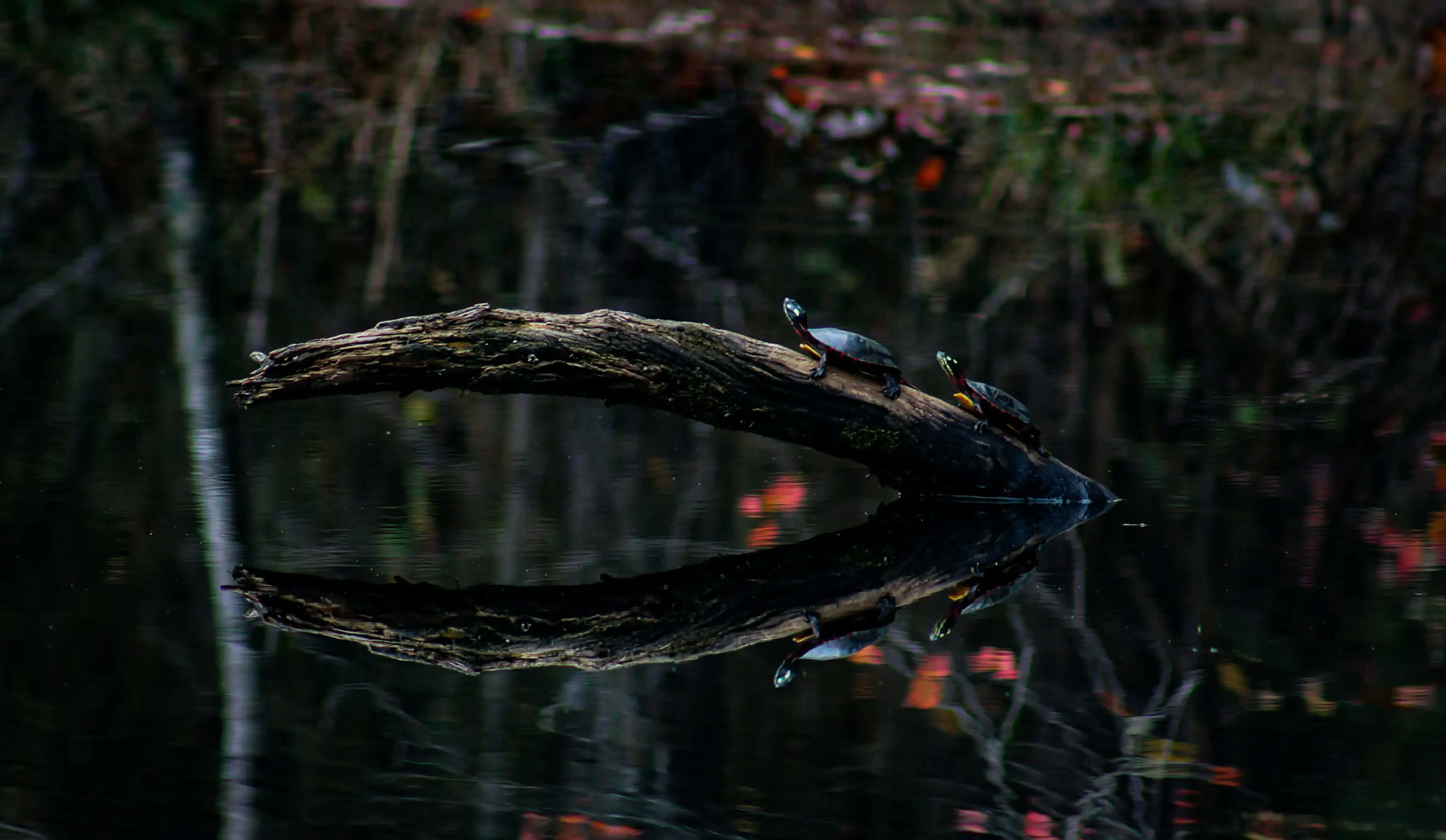 Photography project by Joshua Jordan Sledge