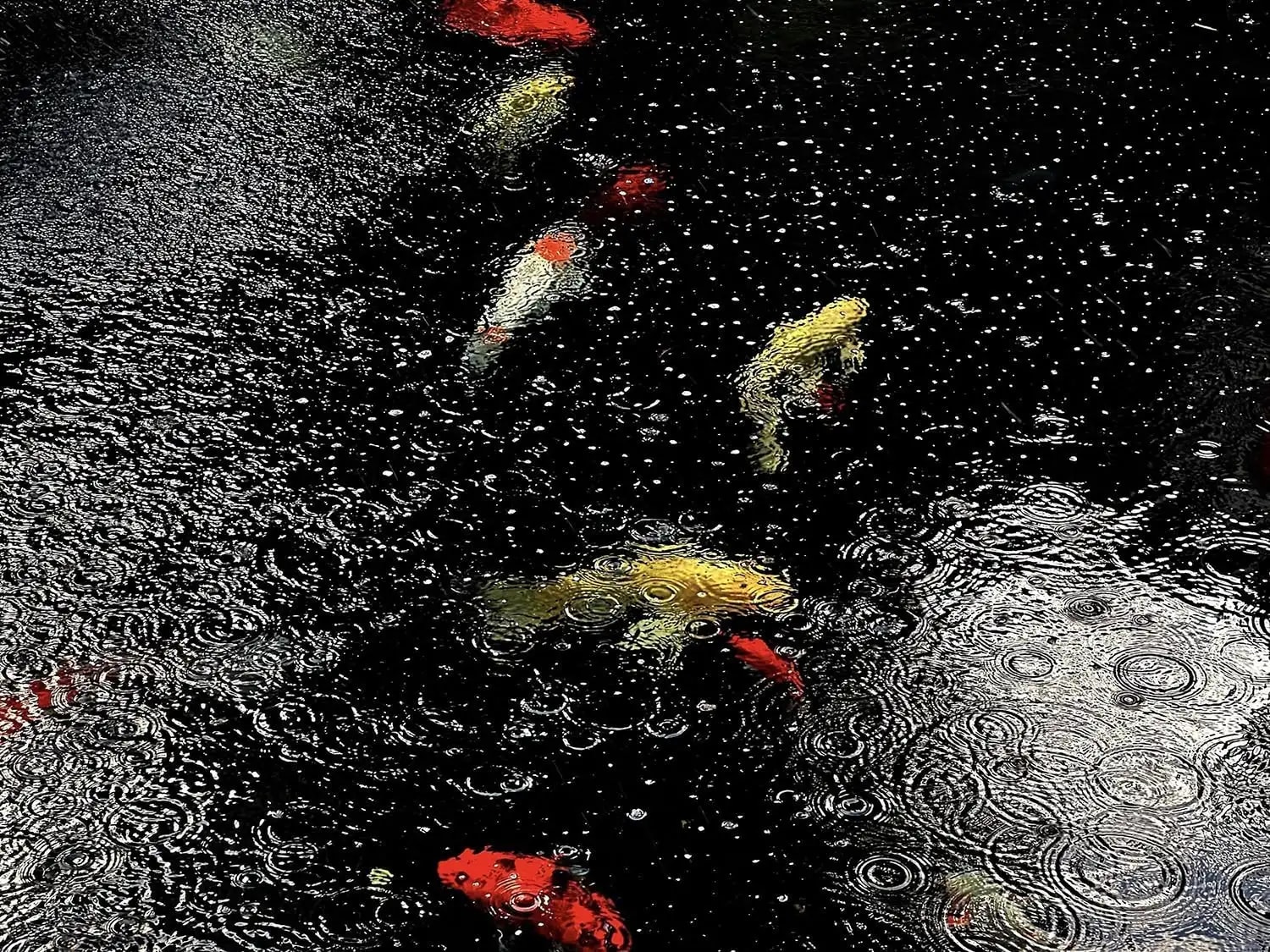 Photography project by Hsien-Chih Chuang