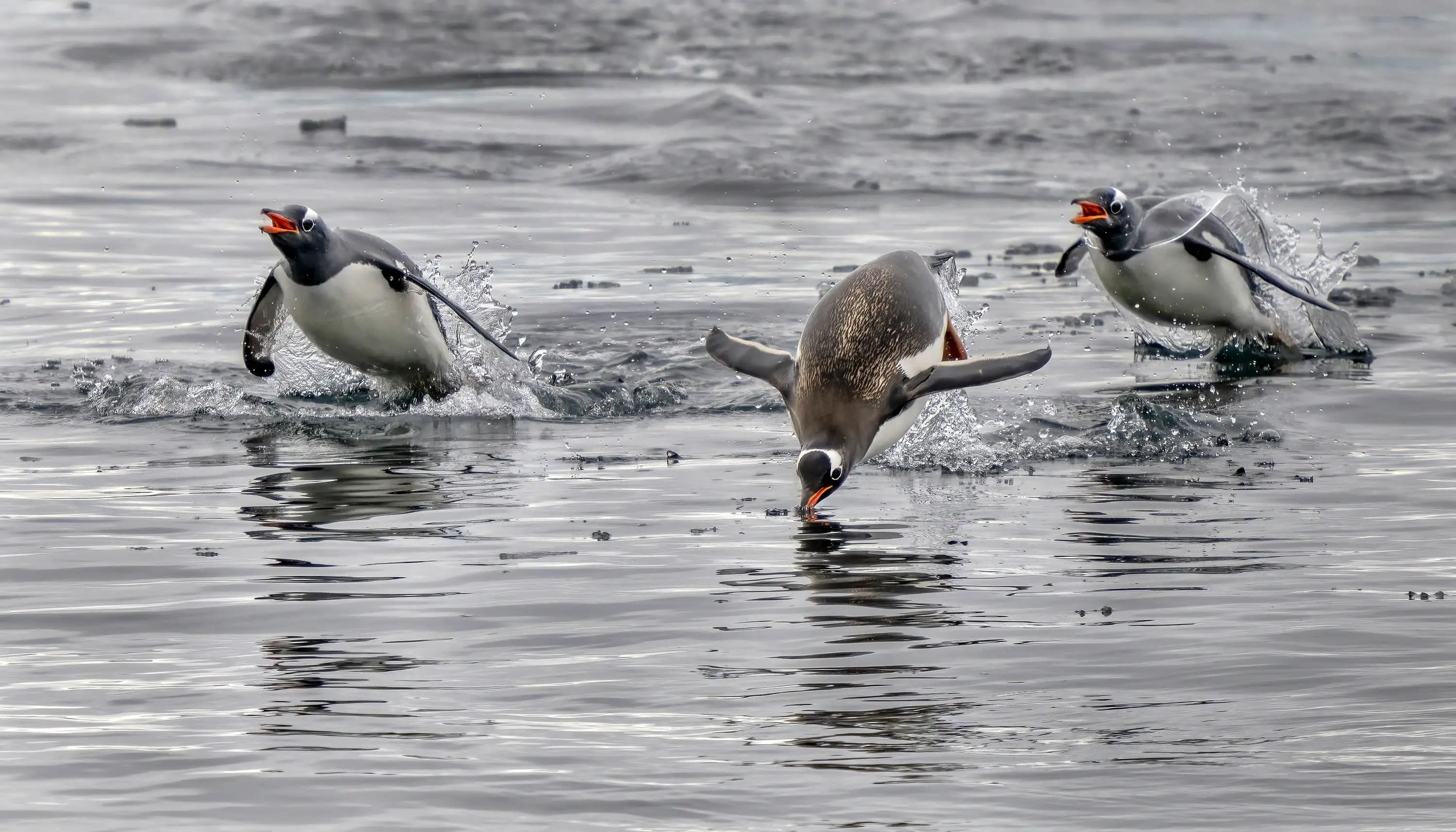 Photography project by Jay Dickman