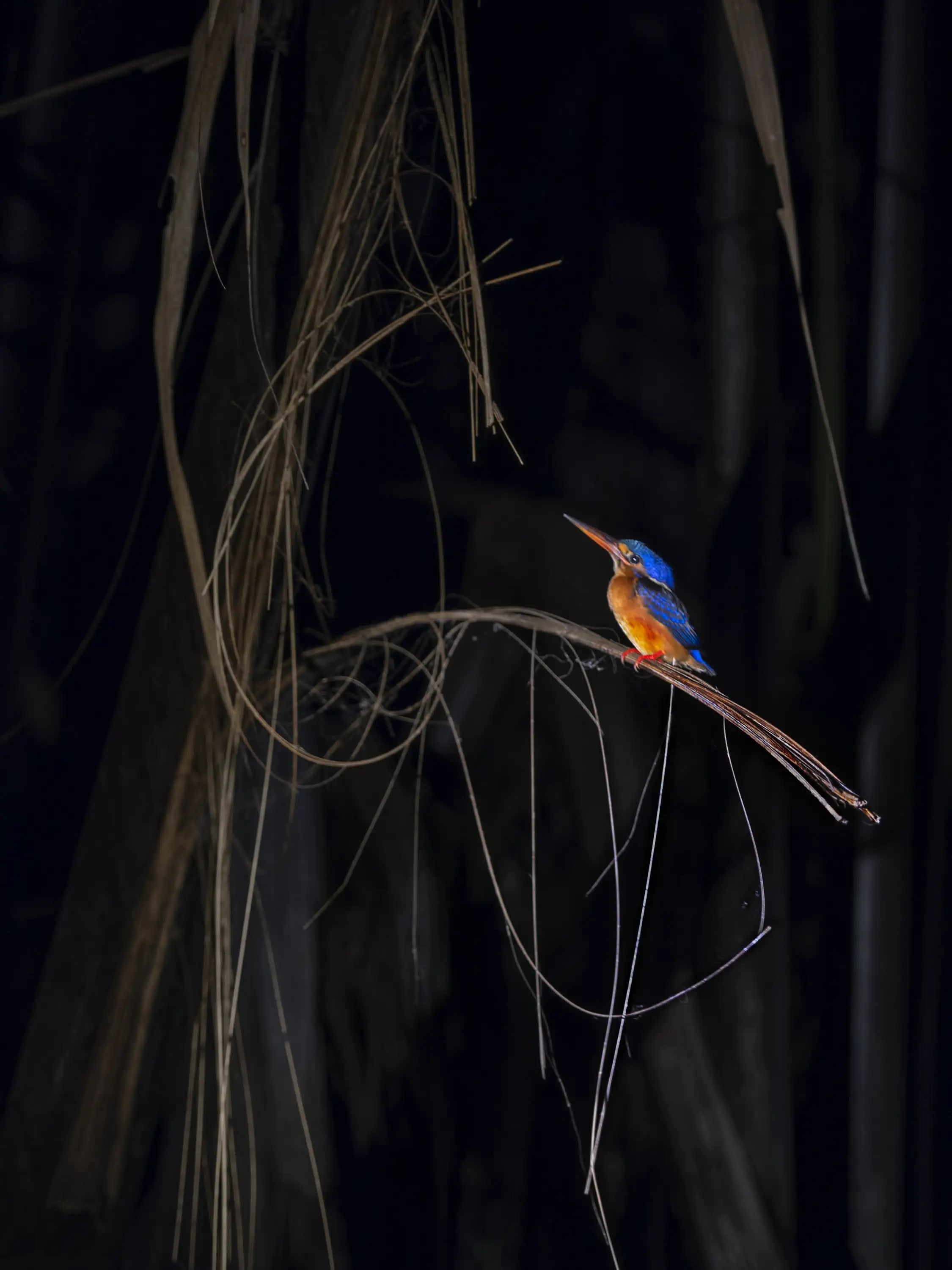 Photography project by Jay Dickman