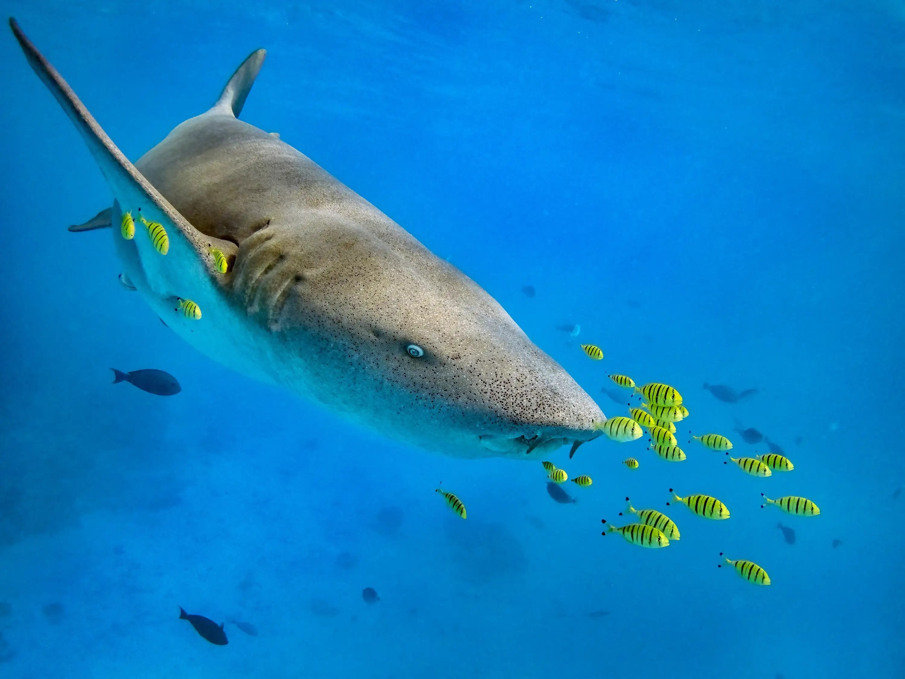 Photography project by Jay Dickman