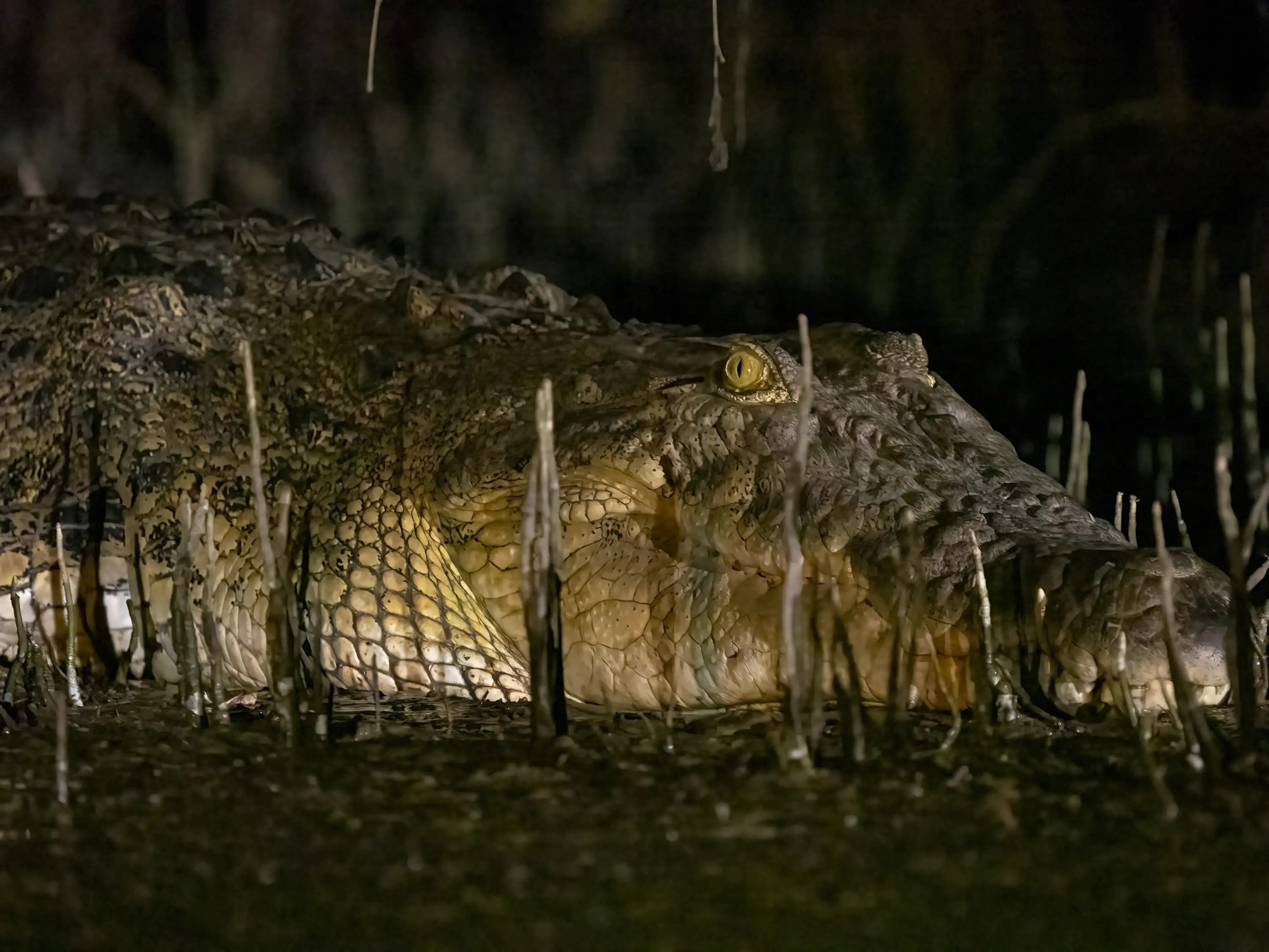 Photography project by Jay Dickman