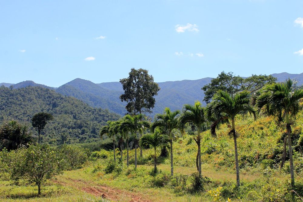 On the Hummingbird Highway in central Belize. The sky is a light blue with only some very small whips of clouds. In the foreground is a sloped hillside with a rough dirt path and a line of palm trees. The grass is vibrant and green. More trees are visible in the background as well as some low hills.