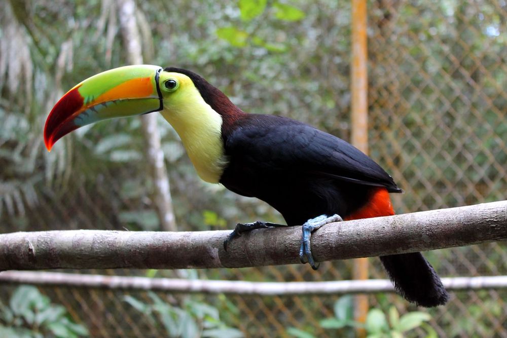 A toucan named Runt at the Belize Zoo. The toucan is shown in profile sitting on a branch. He has a colourful green, red and orange beak and light blue feet. He appears to be patiently awaiting more mango.