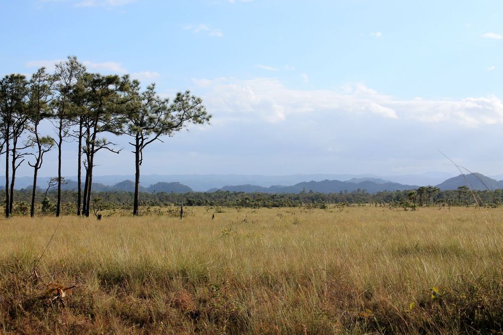 On the Hummingbird Highway in central Belize. There is a light blue sky and fluffy clouds in the distance. In the foreground is long grass and there is a cluster of trees on the left side of the image. More trees are visible in the background as well as some low hills.