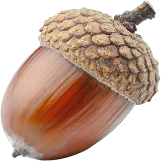 Acorn