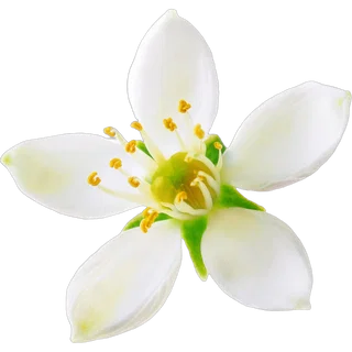 Neroli
