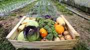 Le grand panier