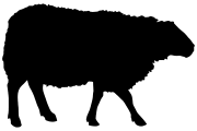 Blanquette de mouton
