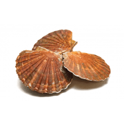 Coquilles cuisinées à la bretonne  maison 4 pièces