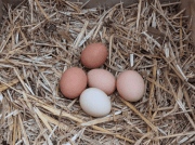 Oeufs par 6 - ATTENTION: VENIR avec sa BOITE A OEUFS