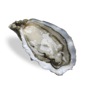 Bourriche de 24 huitres de Cancale fine N3 bio