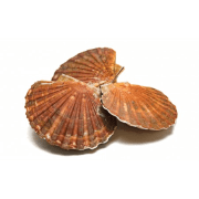 Coquilles St Jacques
