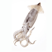 Encornet blanc frais entier