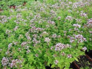 Origan (Aromate simple 30 gr )