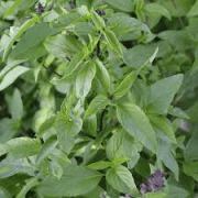 Basilic Thai (Aromate simple 30 gr )