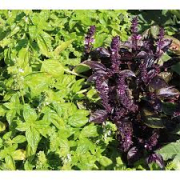 Duo de basilics (30 gr de feuilles)
