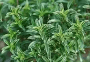 Sarriette (Aromate simple 30 gr )