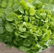 Salade de chêne verte