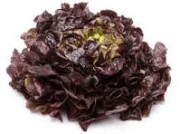 Salade de chêne rouge