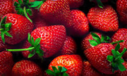 Fraise française, variété Cléry, la barquette