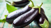Aubergine - origine Espagne