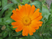 Fleurs Comestibles CALENDULA