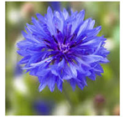 Fleurs Comestibles BLEUET