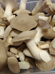 Pleurotes du Panicault - Eryngiis