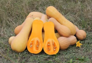 BUTTEERNUT origine France 