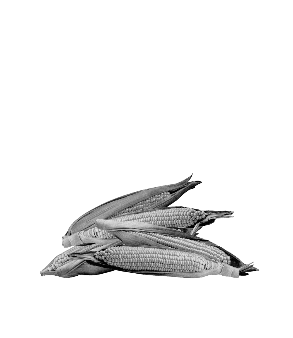 Corn