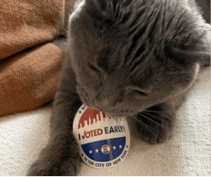 A gray cat holding an