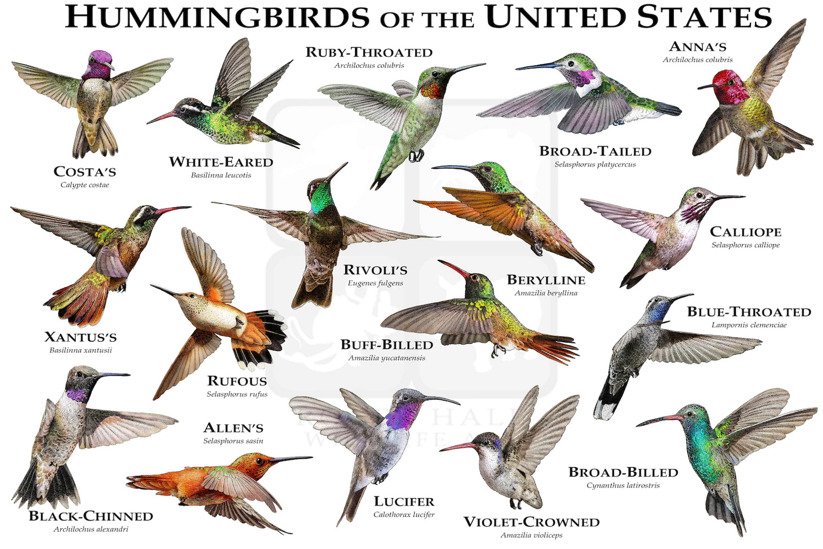 U.S.Hummers