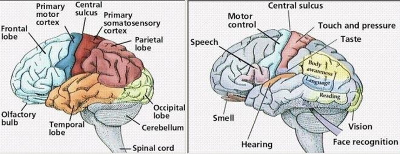 ForeBrain