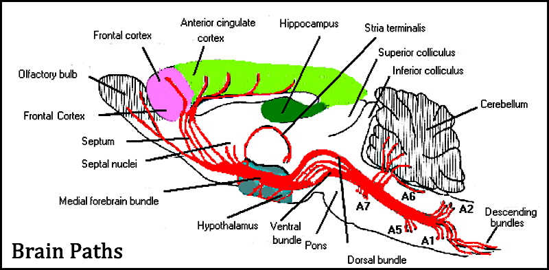 Brain Paths