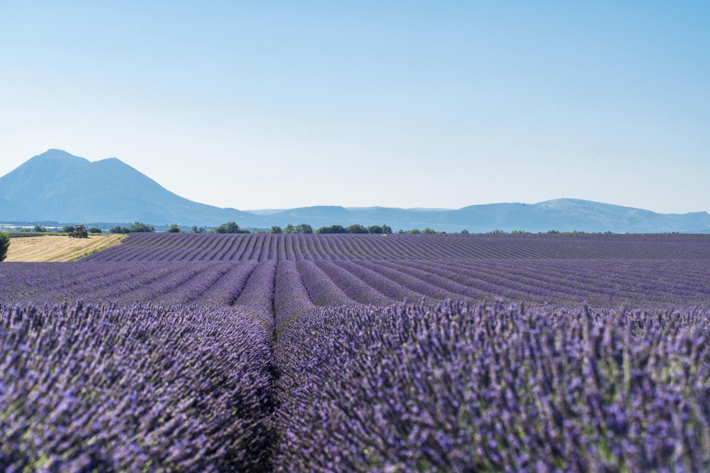lavender field